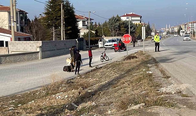 Yola çıkan başıboş eşeklere tır çarptı