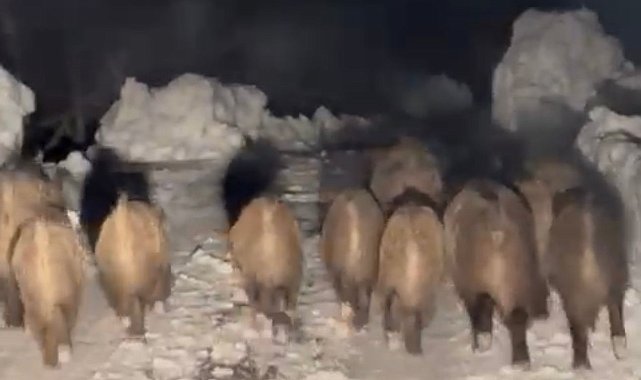Yola çıkan domuz sürüsü kameraya yansıdı
