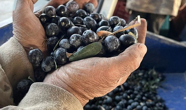 Zeytinde rekolte üzdü, fiyatlar sevindirdi