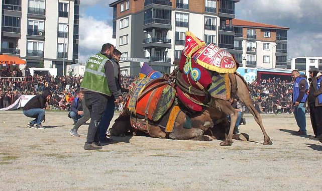 16 yıldan beri deve güreşlerini fotoğraflıyor