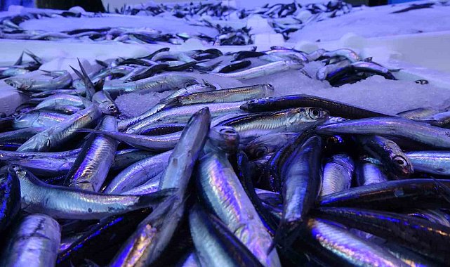 2 günlük av yasağı hamsiye yaradı, irileşen hamsi tezgâhlarda tekrar yerini aldı