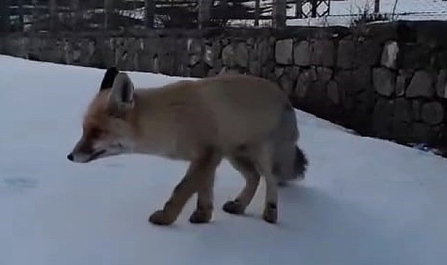 'Boncuğum' diye seslendiği tilkiyi ekmekle besledi