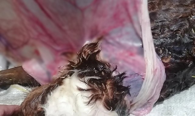 'Pelerinli' buzağı görenleri şoke etti