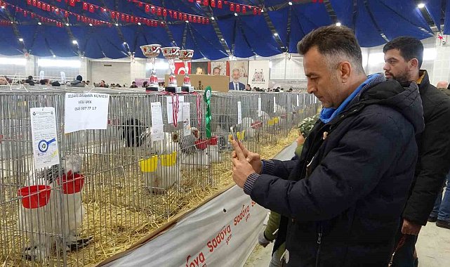 7. Ulusal Kümes Hayvanları Gösterisi'nde bin 500'ün üzerinde süs tavuğu ve kanatlı hayvan görücüye çıktı