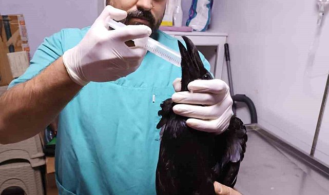 Aç kalan kuzgun okul bahçesine düştü