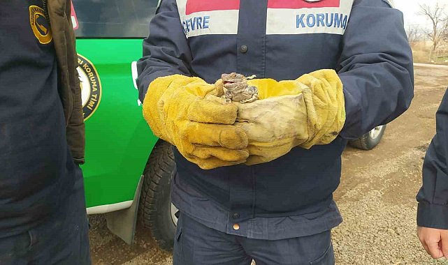 Adana'dan gelen davetsiz misafir yetkililere teslim edildi