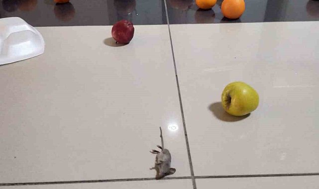 Afyonkarahisar Sağlık Bilimleri Üniversitesi Hastanesi'nde, hasta odasını fareler bastı