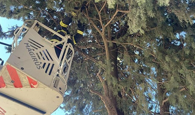 Ağaçta mahsur kalan kediyi itfaiye ekipleri kurtardı