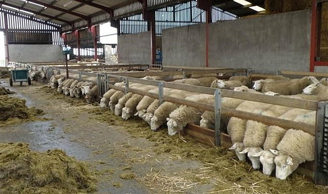 Ahır-ağıl yapımı ve makine-ekipman alımına hibe desteği