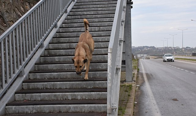 Akıllı köpekten üst geçit dersi