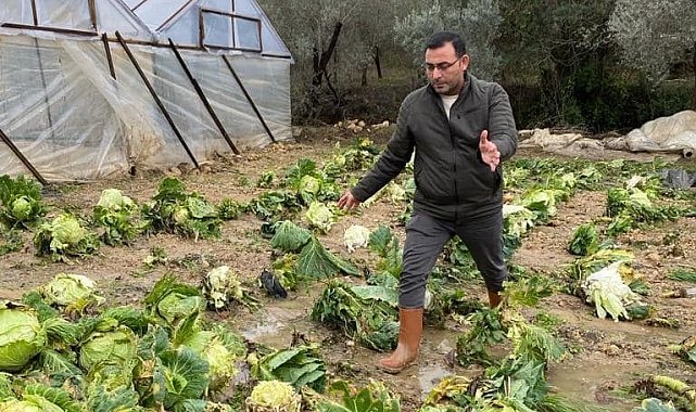 Alanya'da sağanak yağış sera ürünlerine hasar verdi