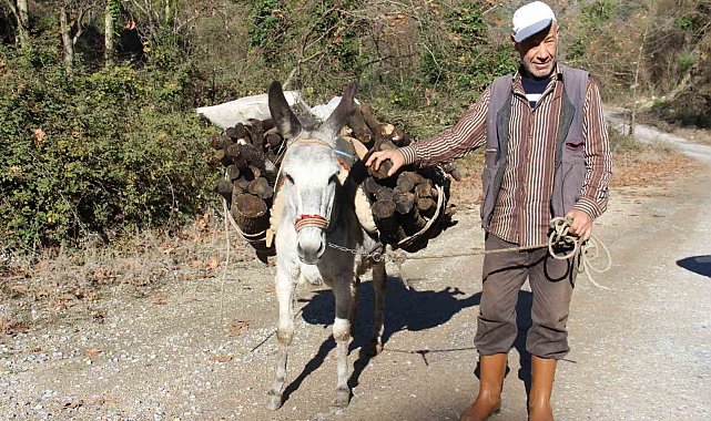 Araç kullanamadığı için eşekle yük çekiyor