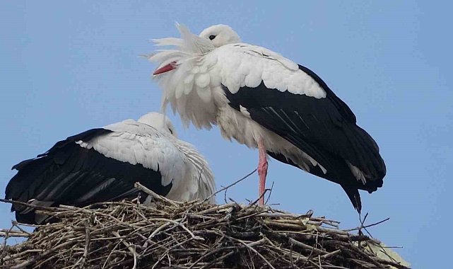 Ardahan'da leylekler Sibirya soğuklarına rağmen göç etmedi