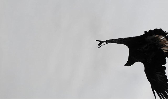 Artvin'de kartal dronu böyle avladı