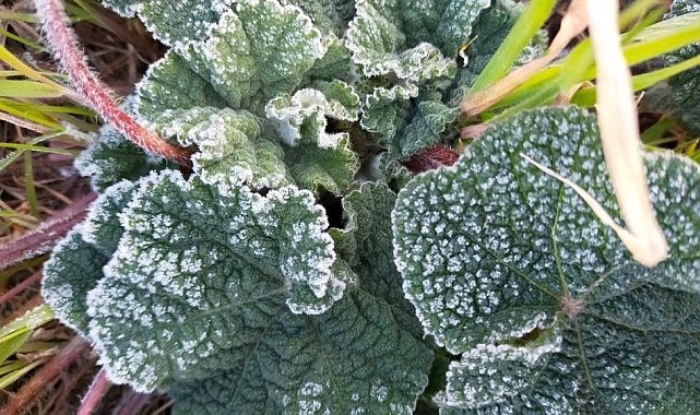 Aydın'a zirai don uyarısı