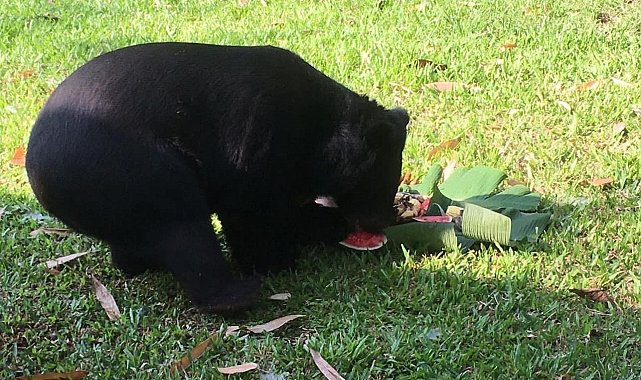 Ayı saldırısından kurtulmak için kendi kolunu kesti