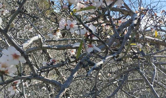 Badem ağaçları yalancı bahara aldandı