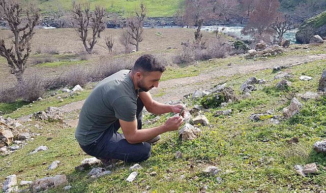 Baharın müjdecisi sardalya çiçeği kış mevsiminde açtı