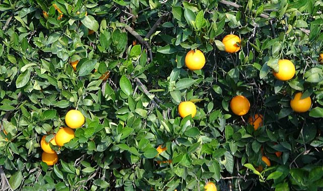 Bahçede 3 TL, markette 45 TL