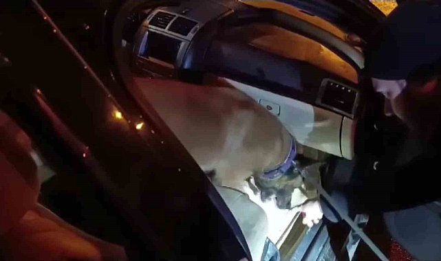 Baklava kutusuna gizlenen uyuşturucu hapları "Hulk" buldu