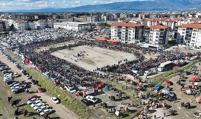 Balıkesir'de deve güreşini binlerce kişi izledi