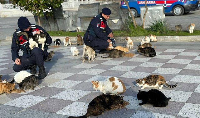 Balıkesir'de jandarmadan sokak hayvanlarına mama