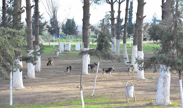 Başkan Kaya: &quot;İncirliova kimsenin köpek bırakma alanı değil&quot;