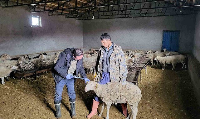 Bayat'ta anaç koyun tespit ve aşılaması çalışması
