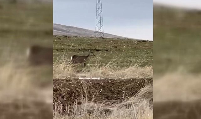 Bayburt'ta tek başına dolaşan karaca görüntülendi