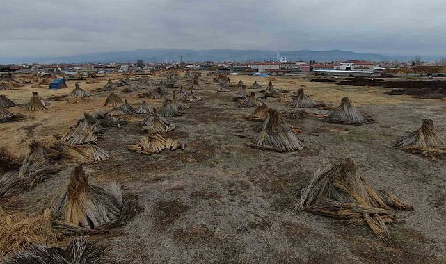 Beklenen yağış olmadı, kamış alanları yarı yarıya azaldı
