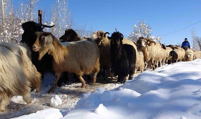 Besicilerin zorlu kış mesaisi başladı