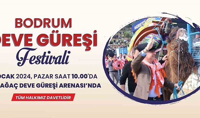 Bodrum Deve Güreşi Festivali için geri sayım