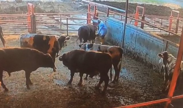 Boğanın besiciye saldırdığı anlar kamerada