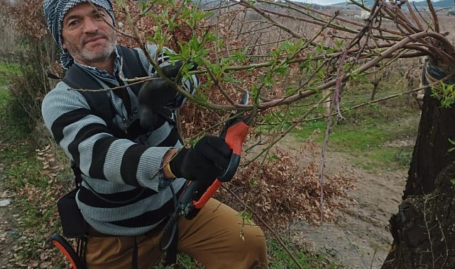 Budama zamanı gelen erik ağacı yapraklandı