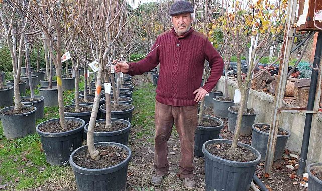 Burhaniye'de meyve ağaçları saksıya girdi