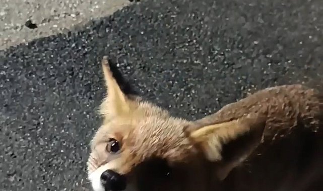 Bursa'da aç kalan tilkiyi elleriyle besledi