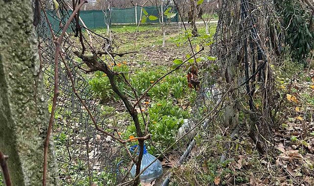 Bursa'da hırsızlar bağ evlerine dadandı