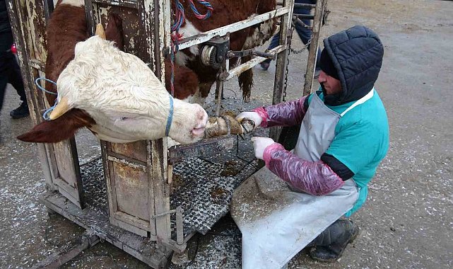 Büyükbaş hayvanların ayak ve tırnak bakımları yapılıyor