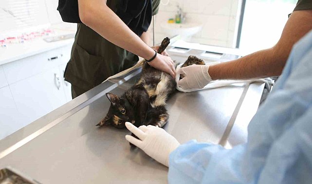 Büyükşehir, 2023 yılında 10 bini aşkın sokak hayvanına yardımcı oldu