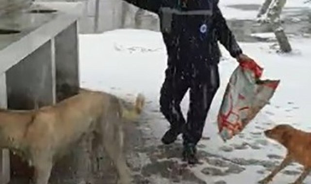Çanakkale'de kar altındaki sokak hayvanlarına oyun havası eşliğinde mama