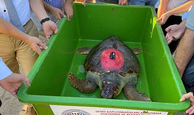 Caretta Caretta 'Lara Barış' 1,5 yılda 4 bin kilometre yol kat etti