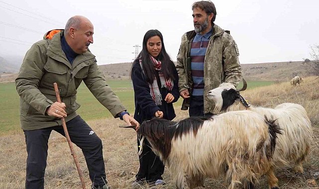 Çobanlık yapan iki üniversite mezunu Emine'nin hayali yeni yılda gerçek oldu