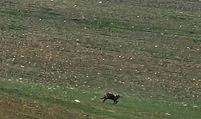 Çorum'da aç kalan kurt yola indi