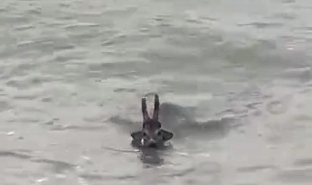 Denize düşen karacayı vatandaşlar kurtardı