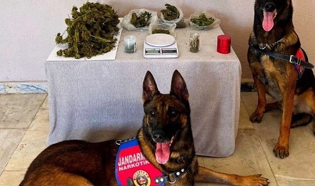 Denizli jandarması kaçakçılara göz açtırmıyor