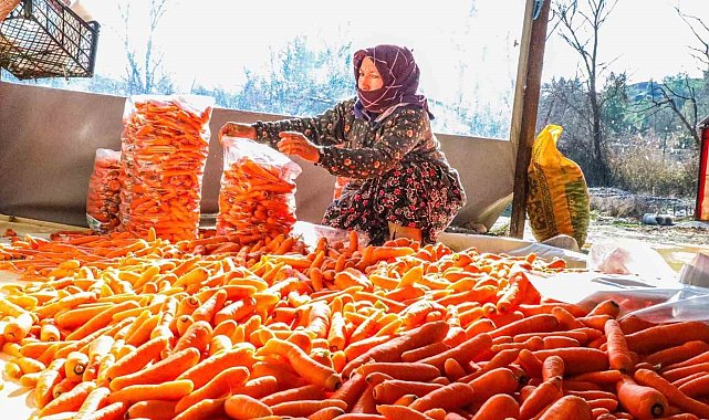 Denizli'nin Çakır havucunda hasat başladı