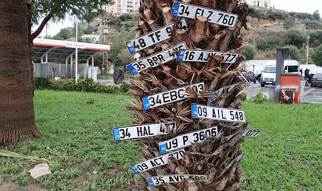 Dilek ağacı değil plaka ağacı
