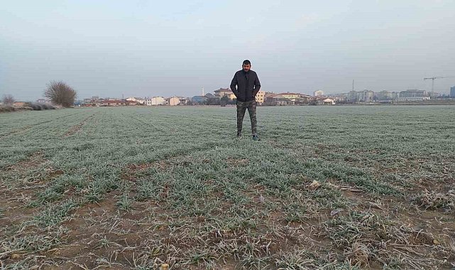 Edirne'de tarım arazileri buz tuttu