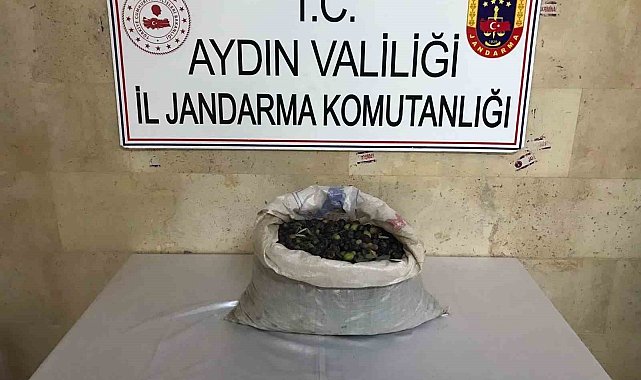 Efeler'de bir bahçeden 300 kilo zeytin çalındı