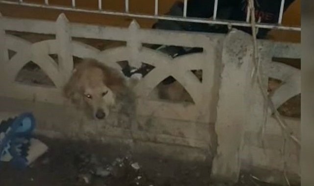 Elazığ'da başı duvara sıkışan köpeği itfaiye kurtardı
